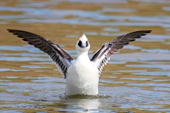 Smew Shin-yokohama Park Sat, 2/25/2023