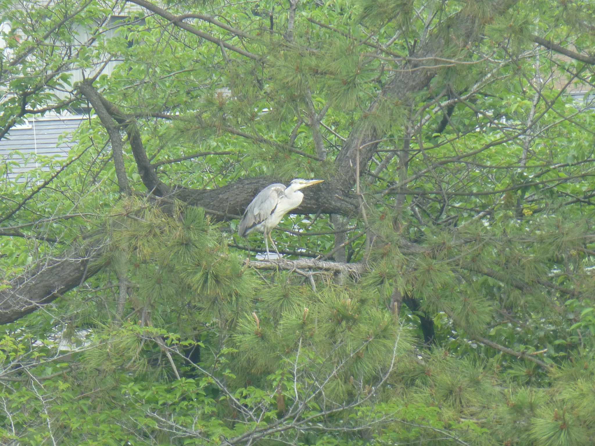 Photo of Grey Heron at 香櫨園浜 by マル