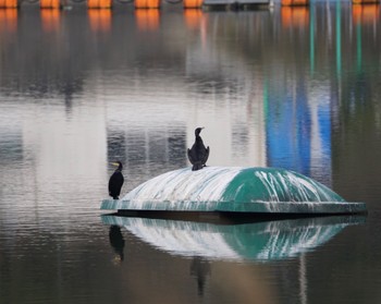 Great Cormorant 桜川市つくし湖 Fri, 3/31/2023