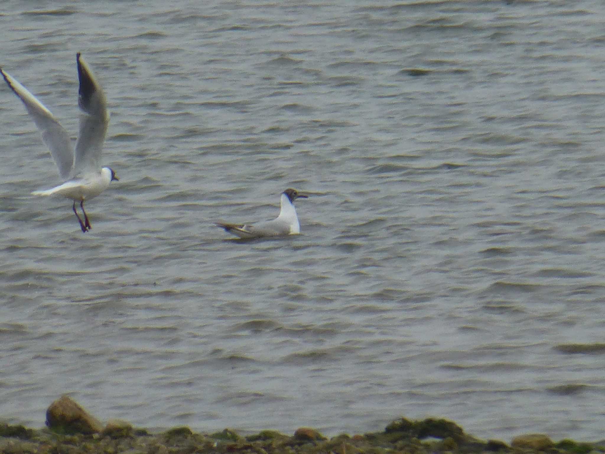 Black-headed Gull