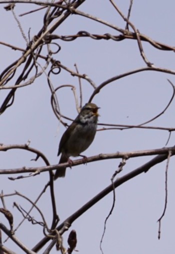 Japanese Bush Warbler 桜川市つくし湖 Fri, 3/31/2023