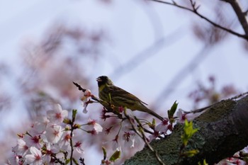 Masked Bunting 桜川市つくし湖 Fri, 3/31/2023