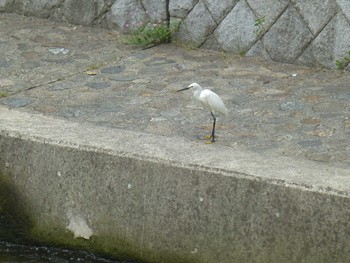 コサギ 香櫨園浜 2018年5月18日(金)