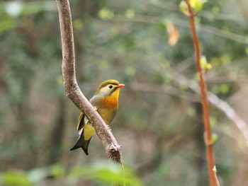 ソウシチョウ 摩耶山 2023年3月31日(金)