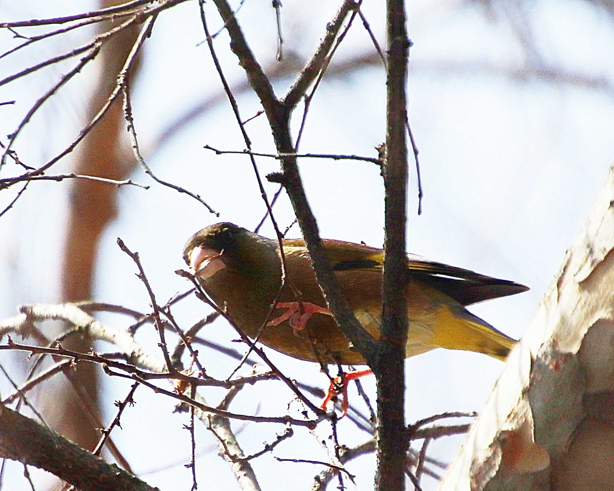 Grey-capped Greenfinch