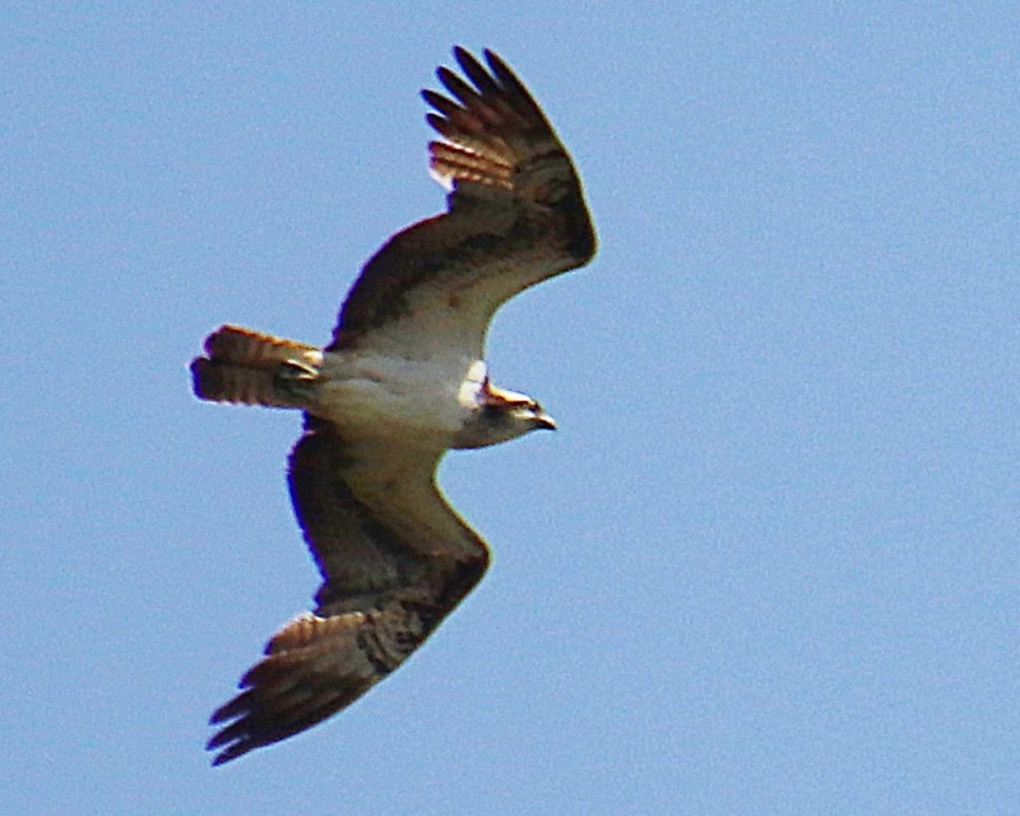 Osprey