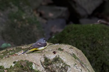 Grey Wagtail 箕面公園(大阪府) Sat, 6/12/2021