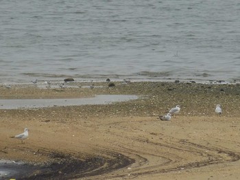 ユリカモメ 香櫨園浜 2018年5月18日(金)