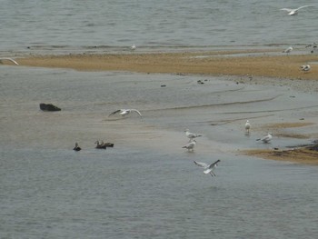 ユリカモメ 香櫨園浜 2018年5月18日(金)