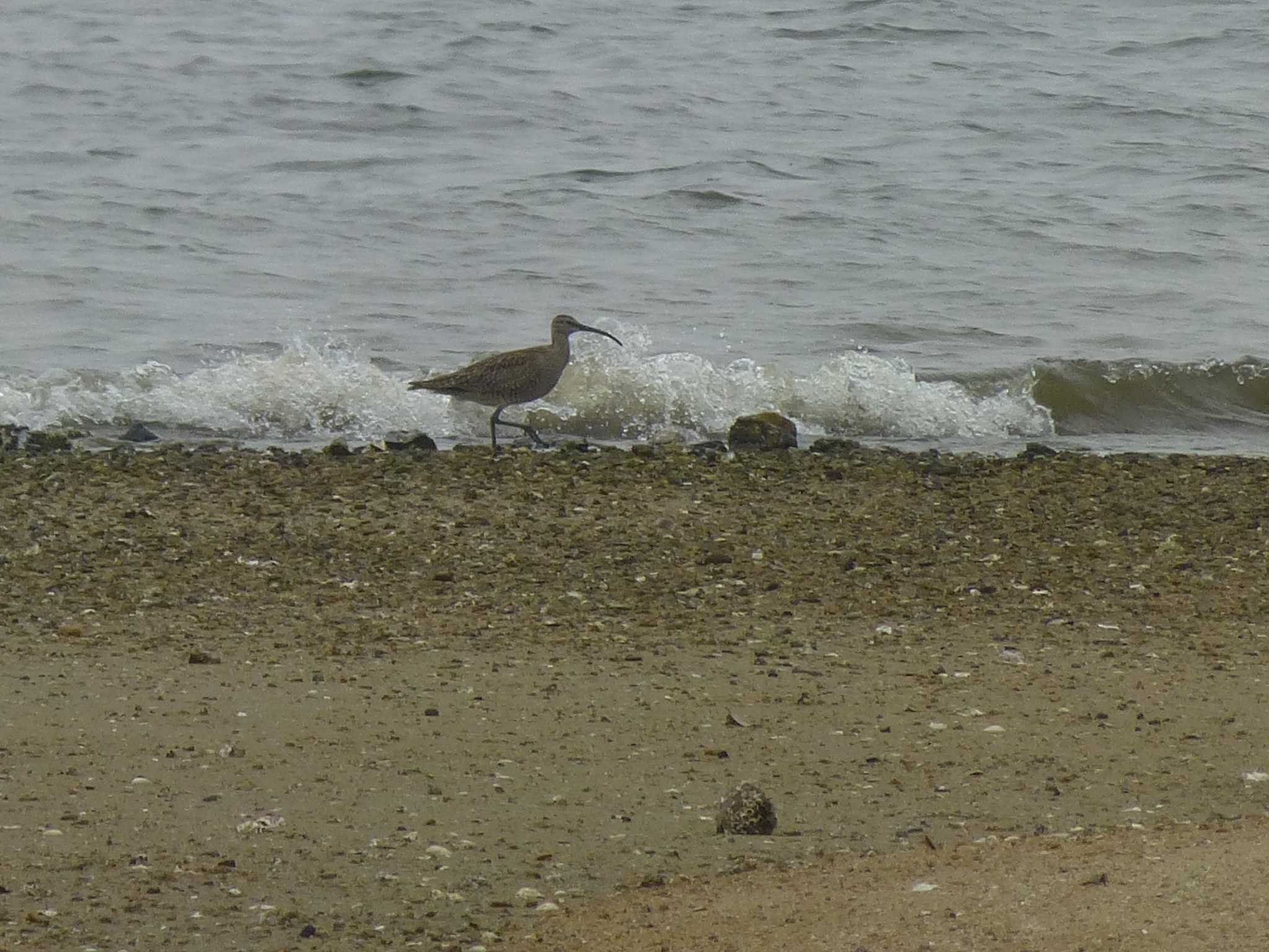 Photo of Eurasian Whimbrel at 香櫨園浜 by マル