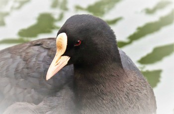 オオバン 薬師池公園 2023年3月31日(金)