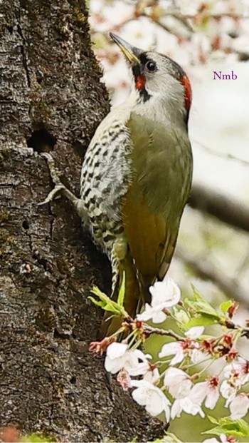 Japanese Green Woodpecker Unknown Spots Unknown Date