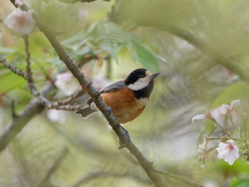 2023年3月31日(金) 横浜市立金沢自然公園の野鳥観察記録