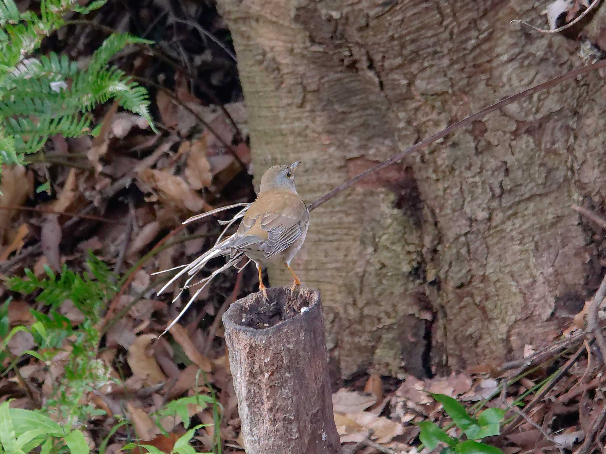 横浜市立金沢自然公園 シロハラの写真