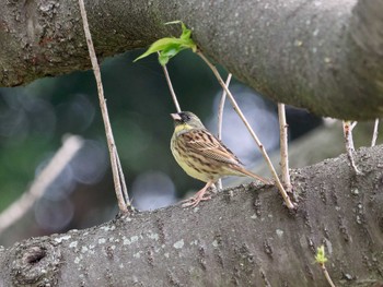 アオジ 横浜市立金沢自然公園 2023年3月31日(金)