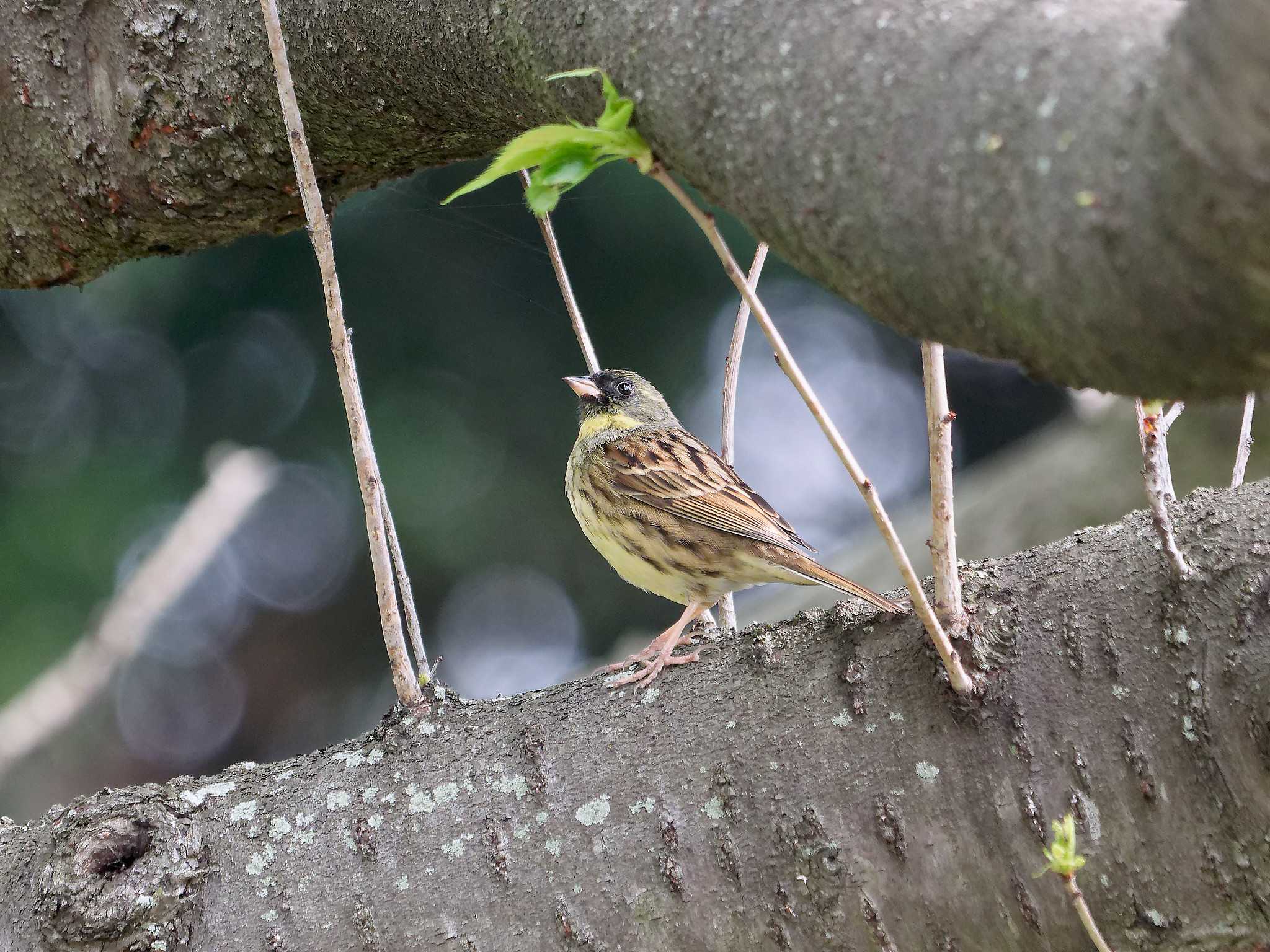 横浜市立金沢自然公園 アオジの写真