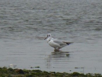 ユリカモメ 香櫨園浜 2018年5月18日(金)