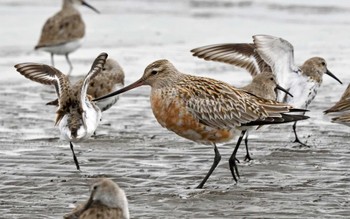 オオソリハシシギ ふなばし三番瀬海浜公園 2023年3月31日(金)