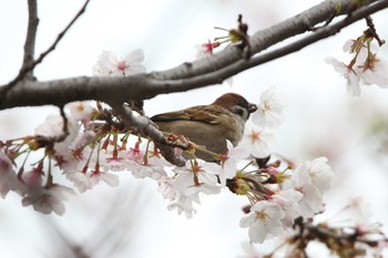 スズメ 小島新田公園 2023年3月31日(金)