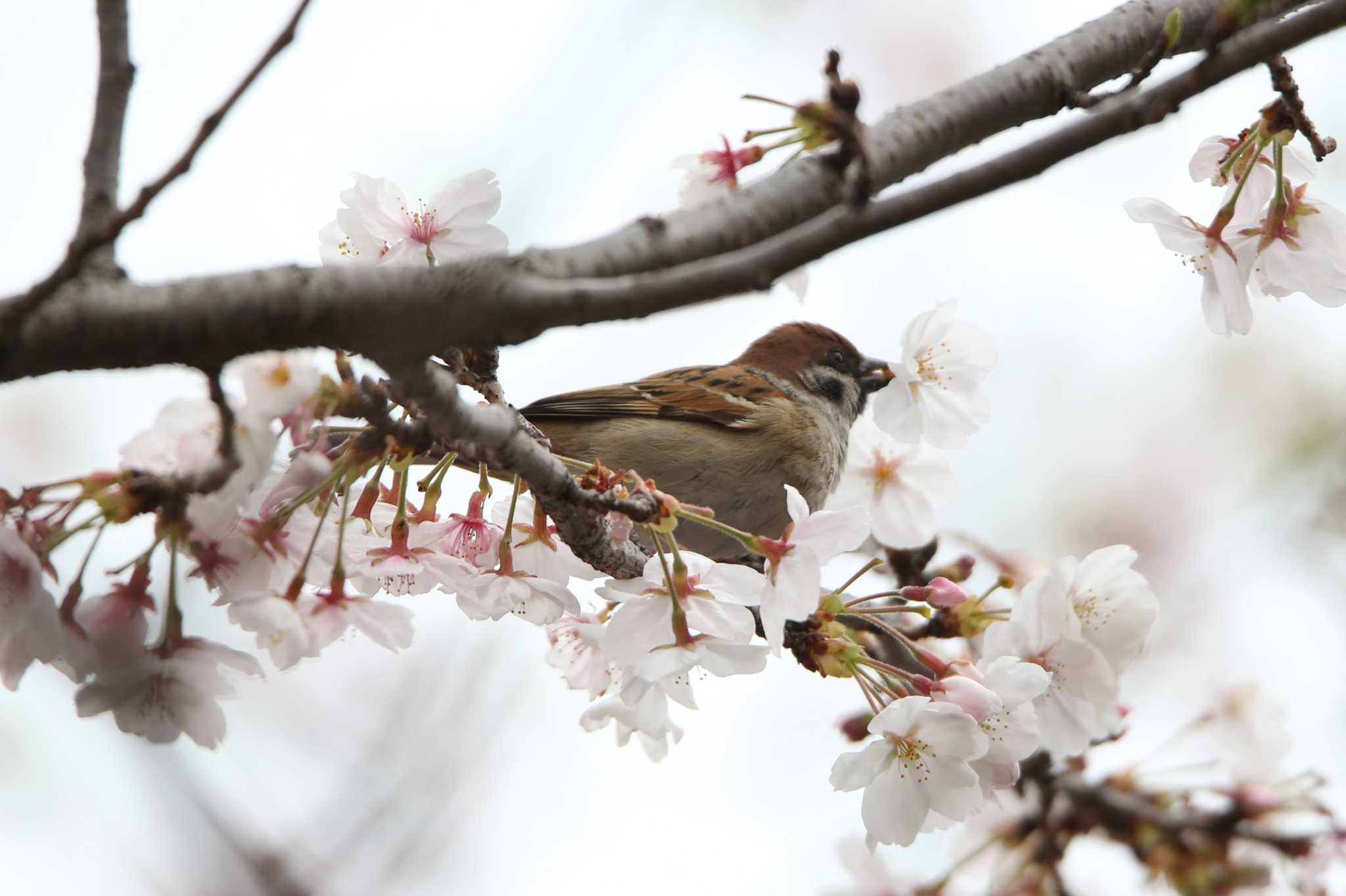 桜×スズメ