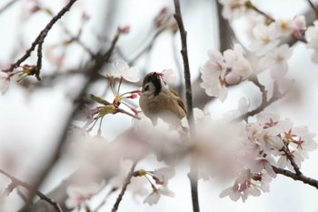 スズメ 小島新田公園 2023年3月31日(金)