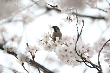 スズメ 小島新田公園 2023年3月31日(金)