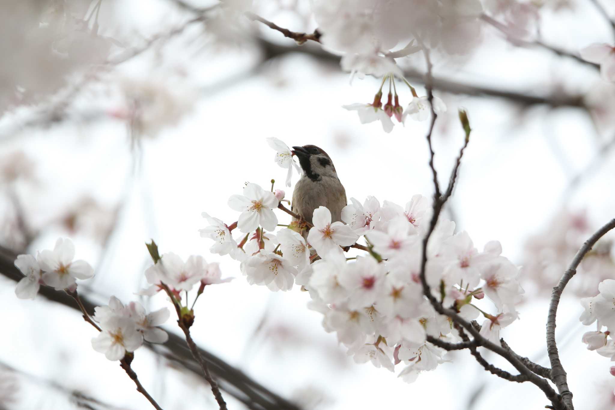 小島新田公園 スズメの写真