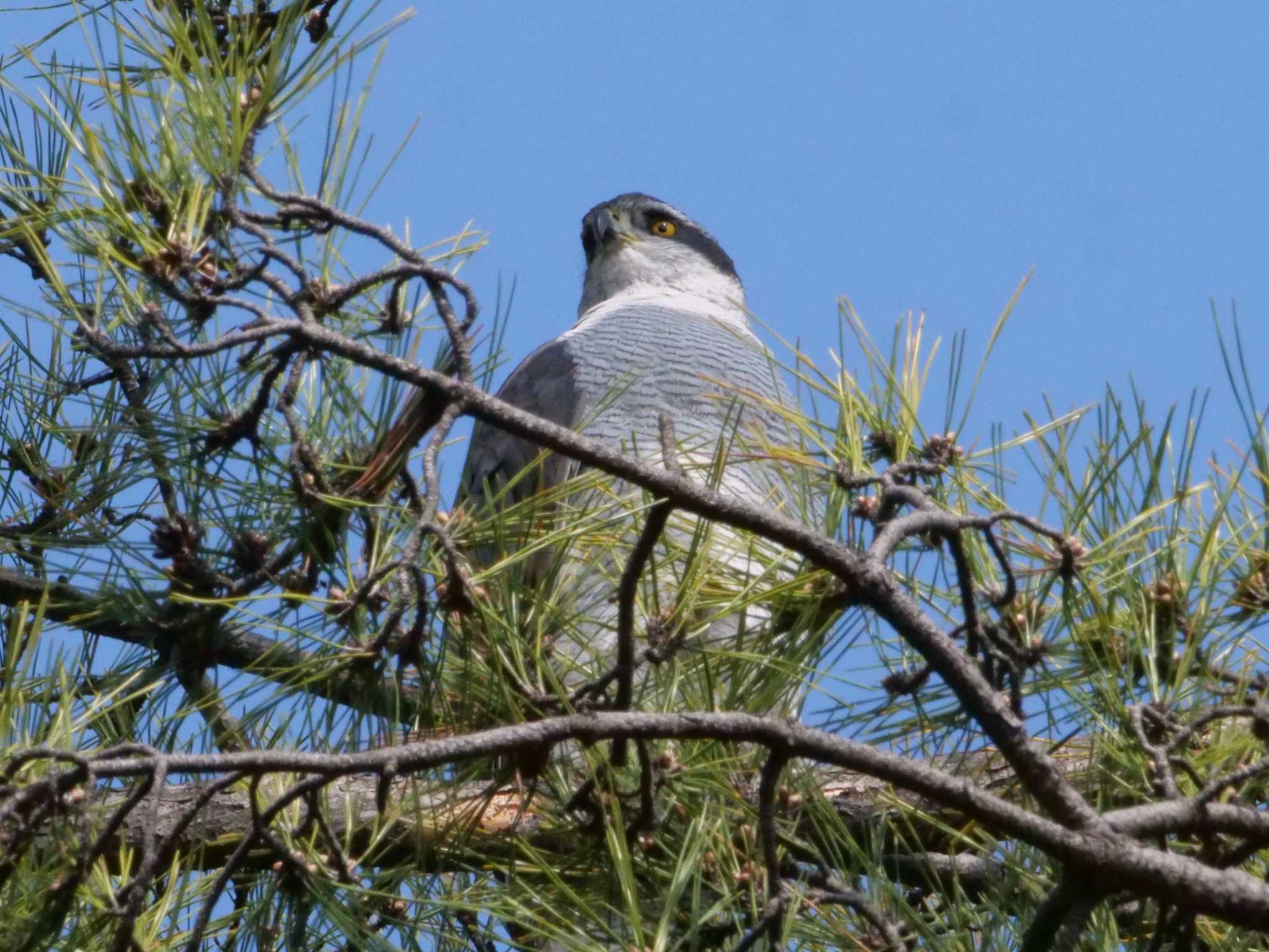 多摩川 オオタカの写真 by little birds