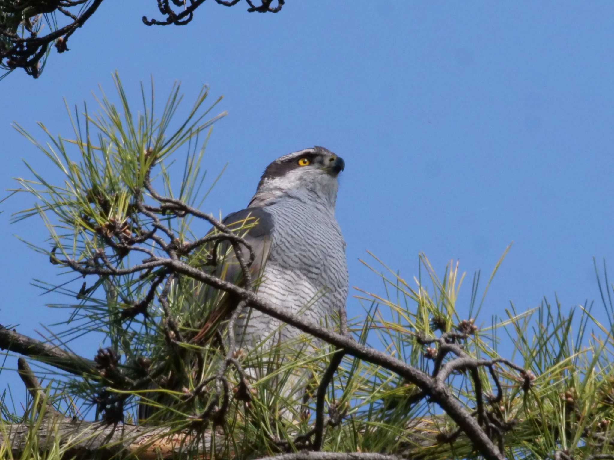 多摩川 オオタカの写真