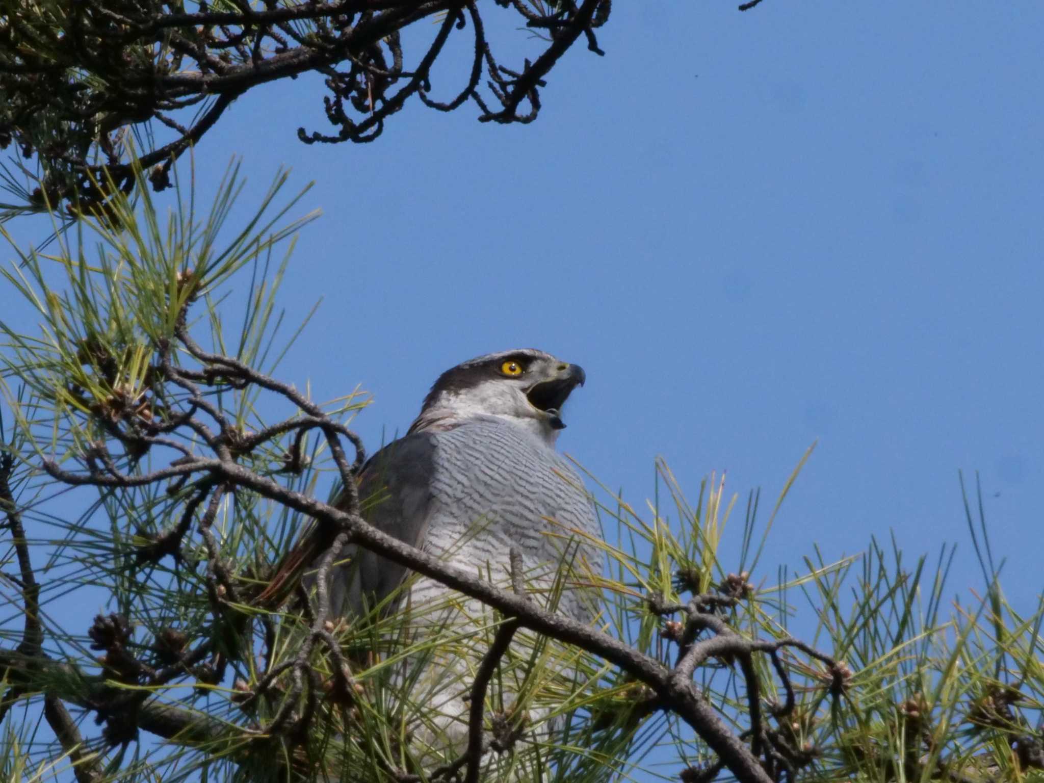 オオタカ3態。　続編。原画です。 by little birds