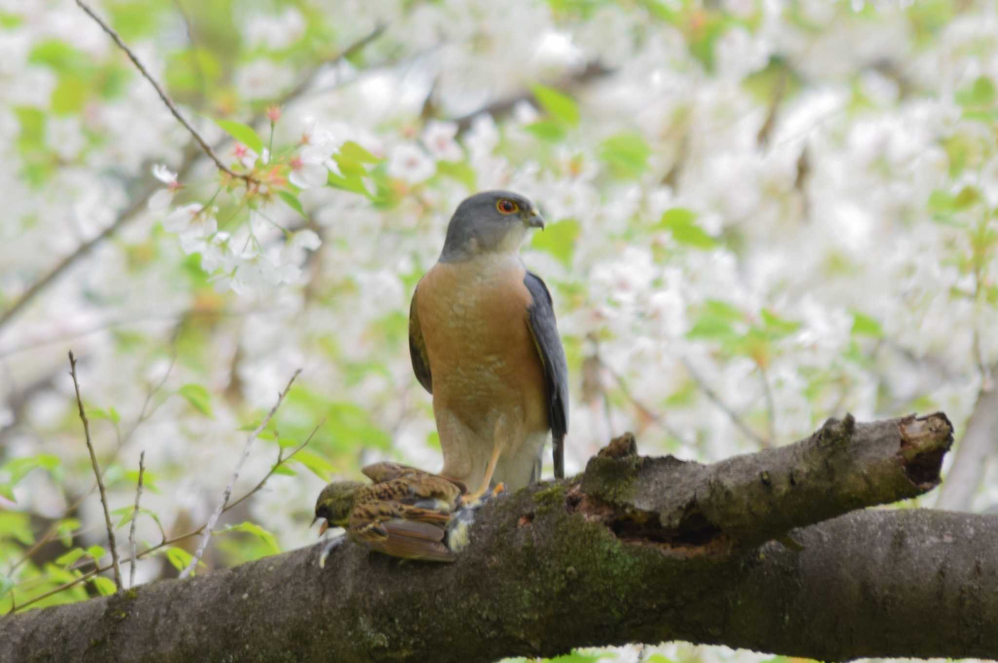 アオジを捕獲したツミ&桜