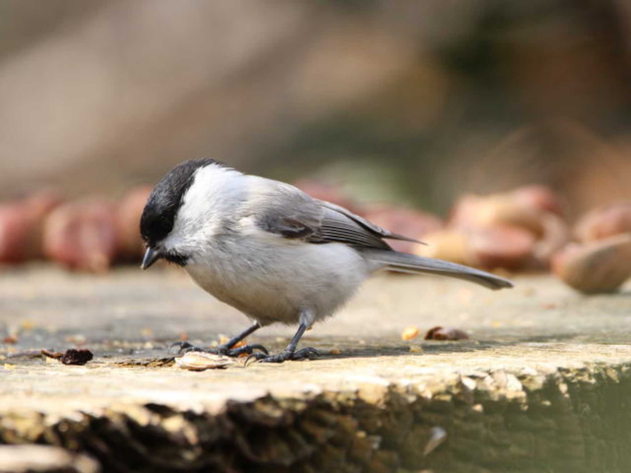 野幌森林公園 ハシブトガラの写真