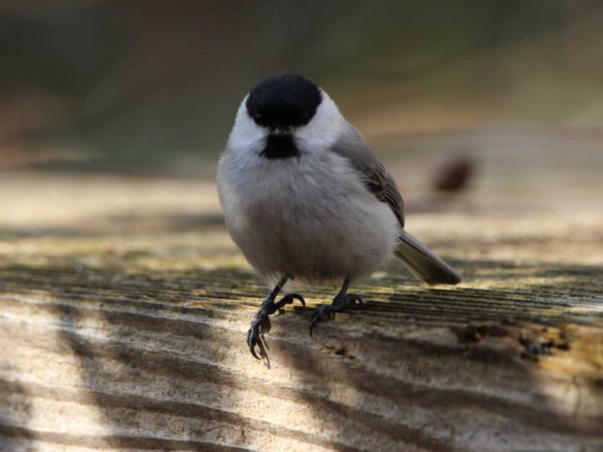 野幌森林公園 ハシブトガラの写真