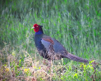 Green Pheasant 奈良市水上池 Tue, 3/28/2023