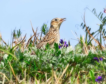 Eurasian Skylark 京都府 Thu, 3/30/2023