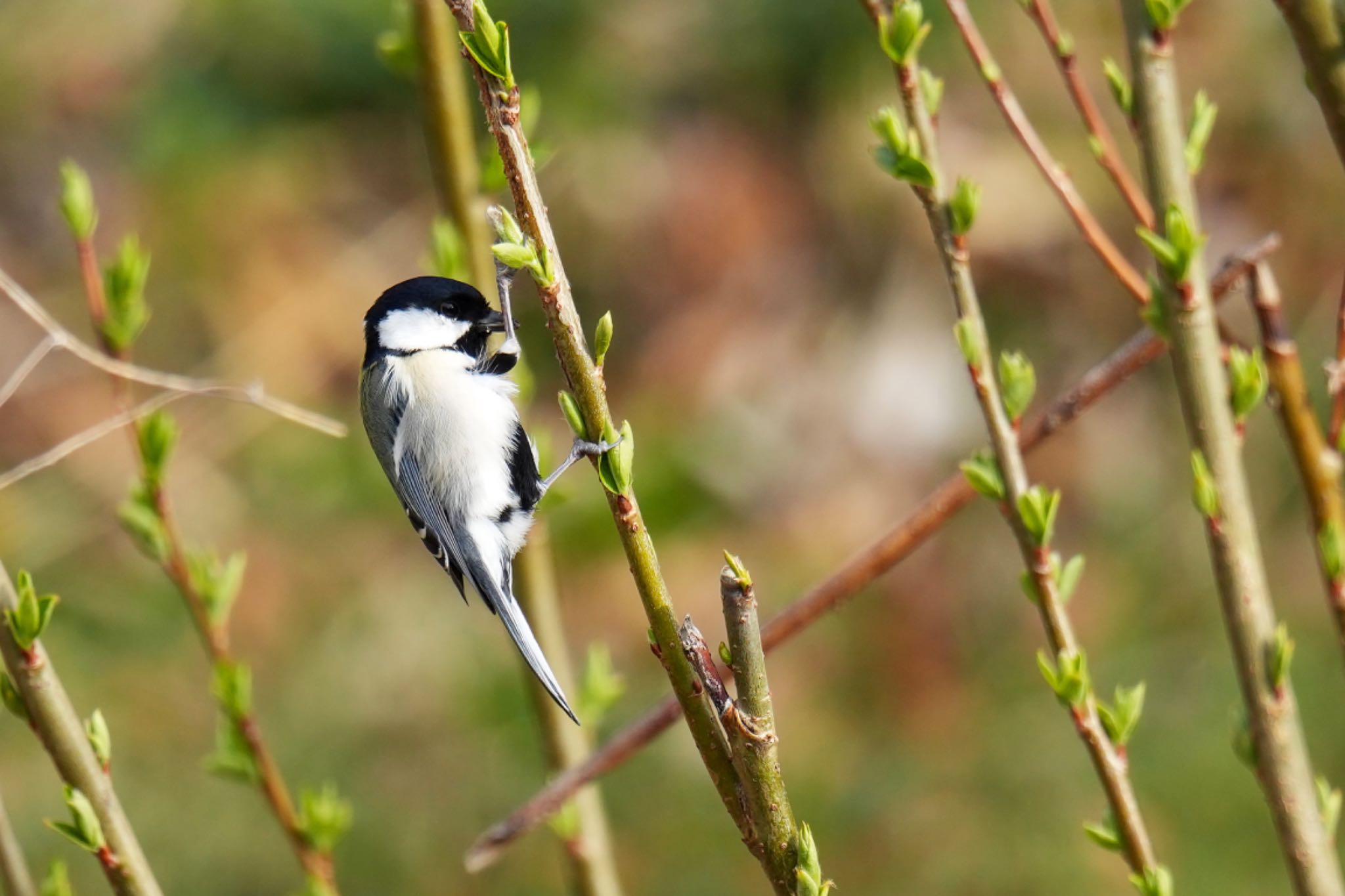 Japanese Tit