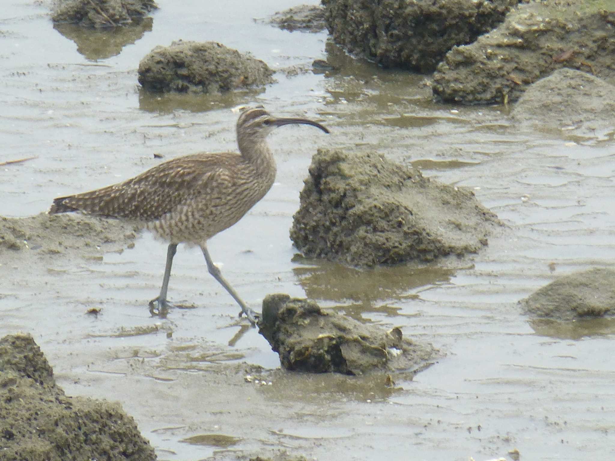 Photo of Eurasian Whimbrel at 甲子園浜(兵庫県西宮市) by マル