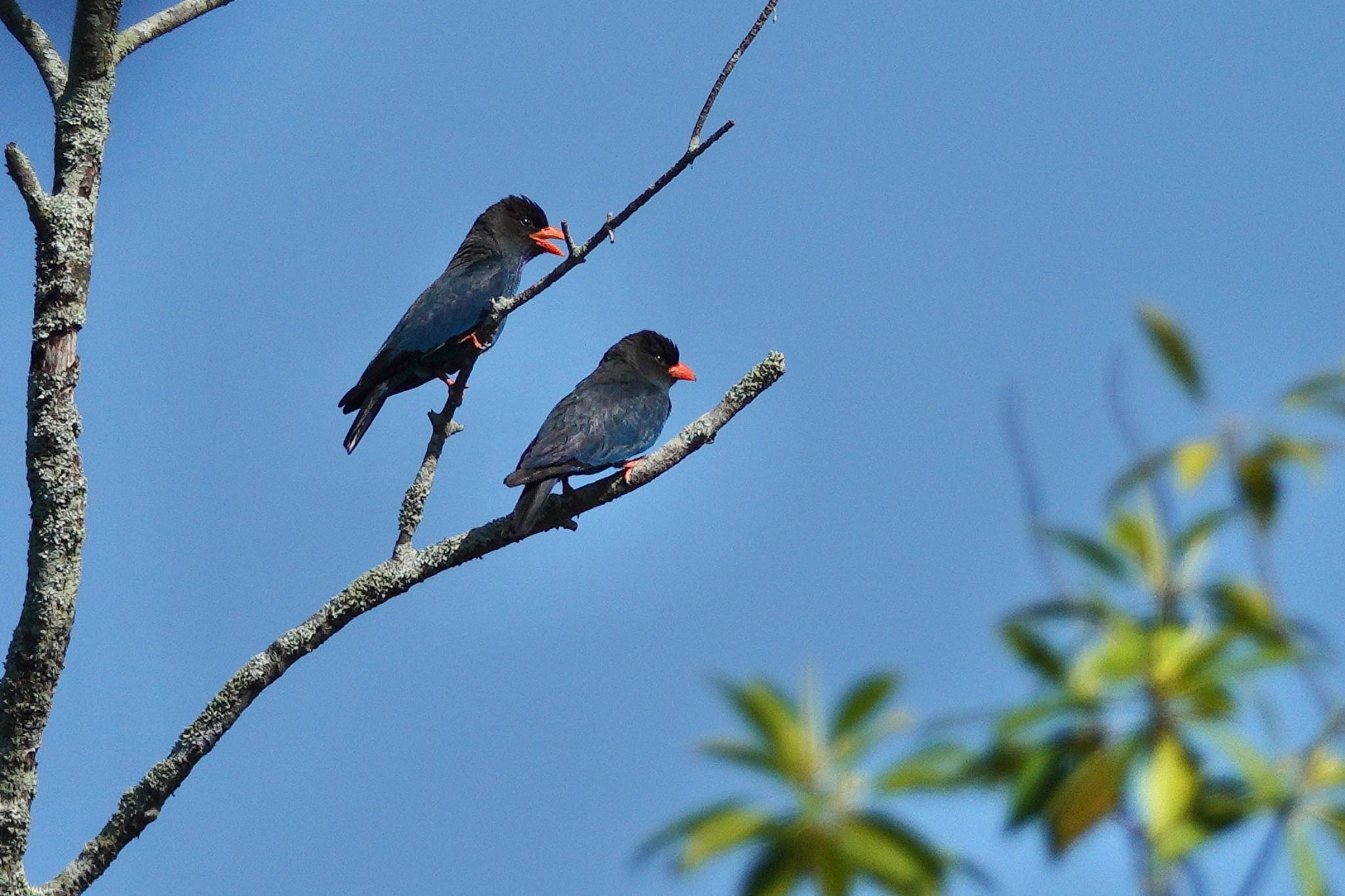 Oriental Dollarbird