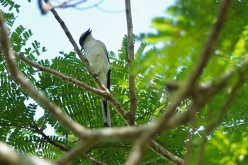 サンショウクイ クアラセランゴール自然公園 2023年3月5日(日)