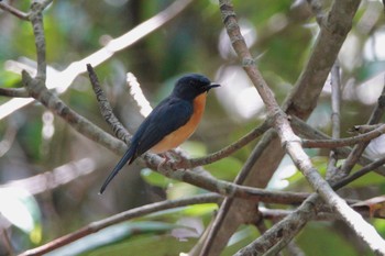 Mangrove Blue Flycatcher Taman Alam Kuala Selangor Sun, 3/5/2023