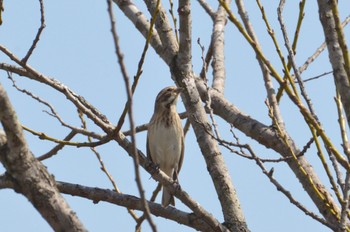 Common Reed Bunting 渡瀬遊水池 Wed, 3/29/2023