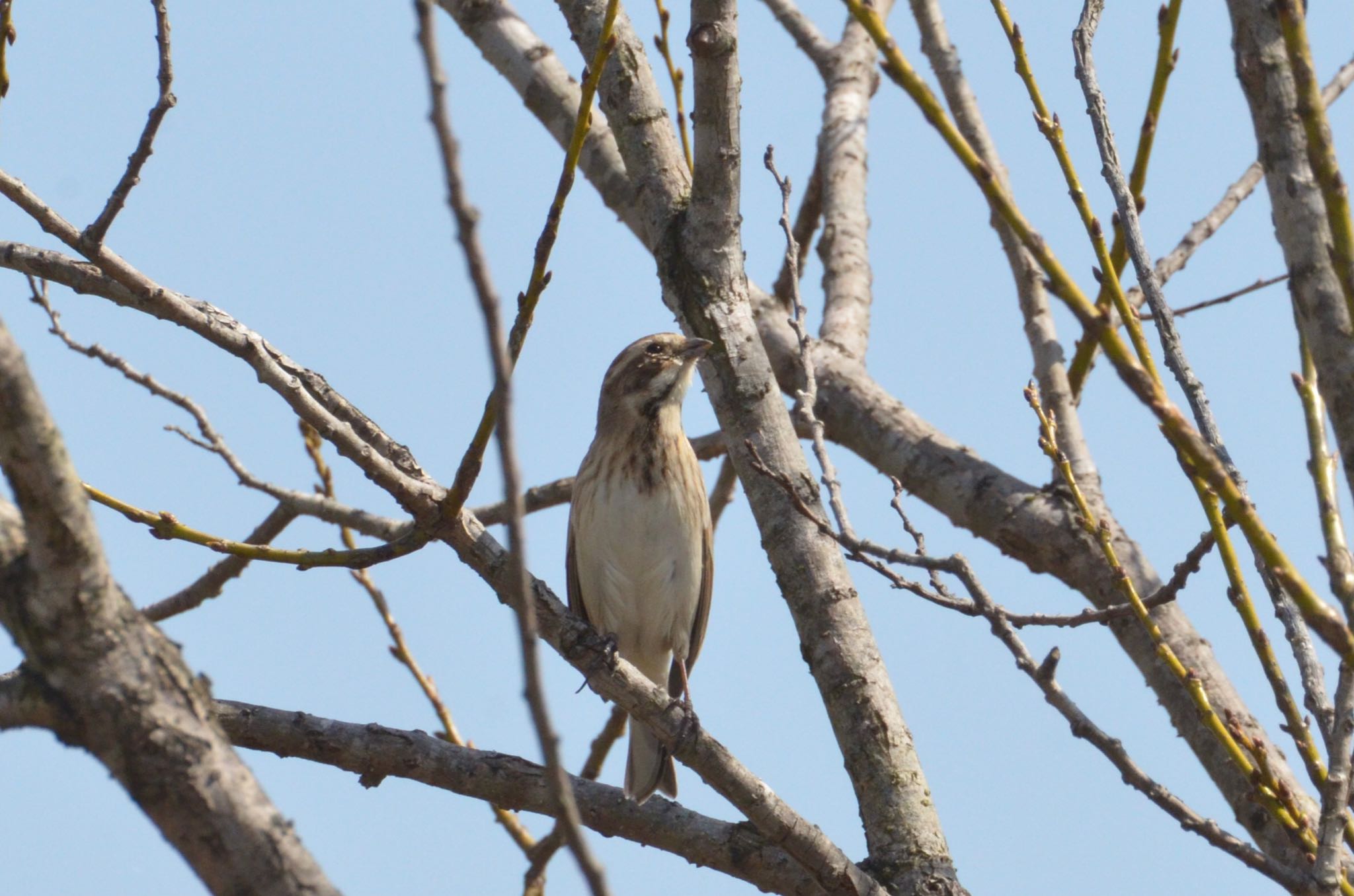 Common Reed Bunting