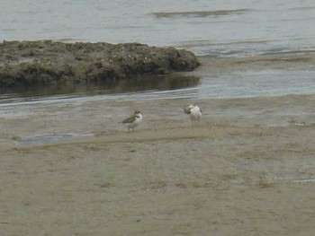 Fri, 5/18/2018 Birding report at 甲子園浜(兵庫県西宮市)