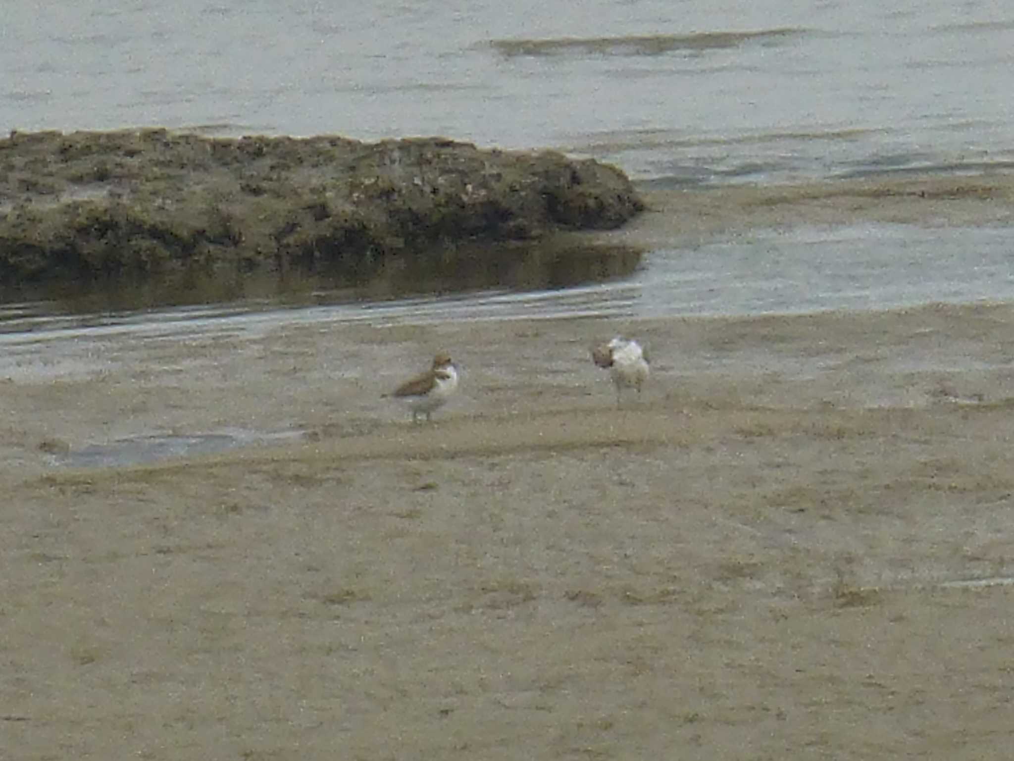 Kentish Plover