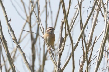 Meadow Bunting 渡瀬遊水池 Wed, 3/29/2023