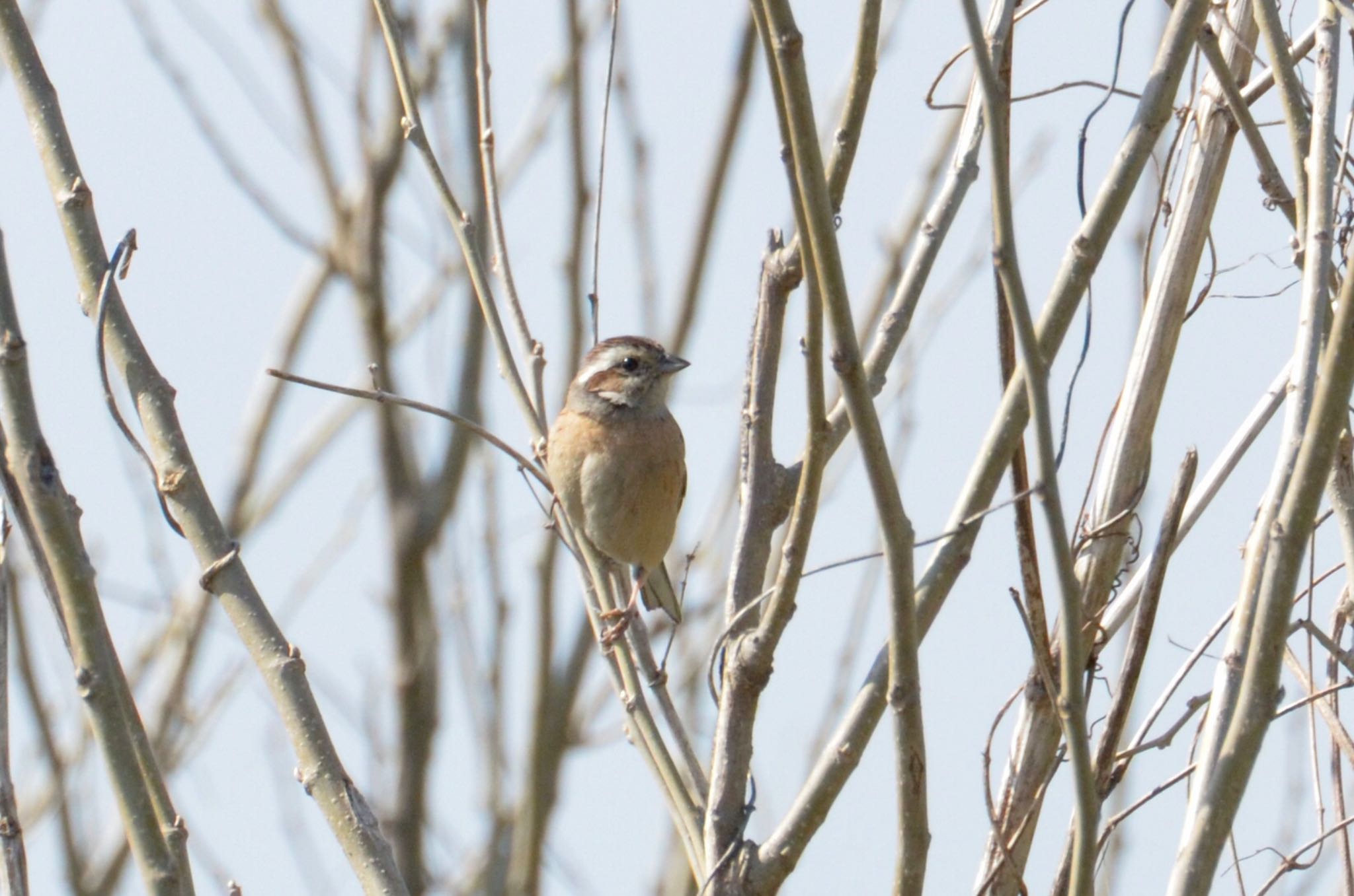 Photo of Meadow Bunting at 渡瀬遊水池 by sol51
