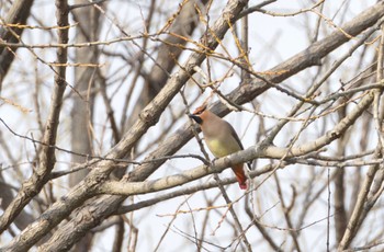 Japanese Waxwing 渡瀬遊水池 Wed, 3/29/2023