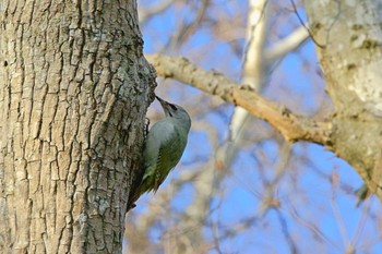 Fri, 3/31/2023 Birding report at 野幌森林公園