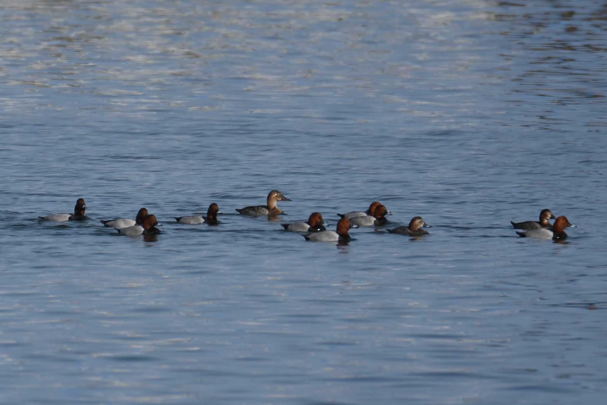 Canvasback