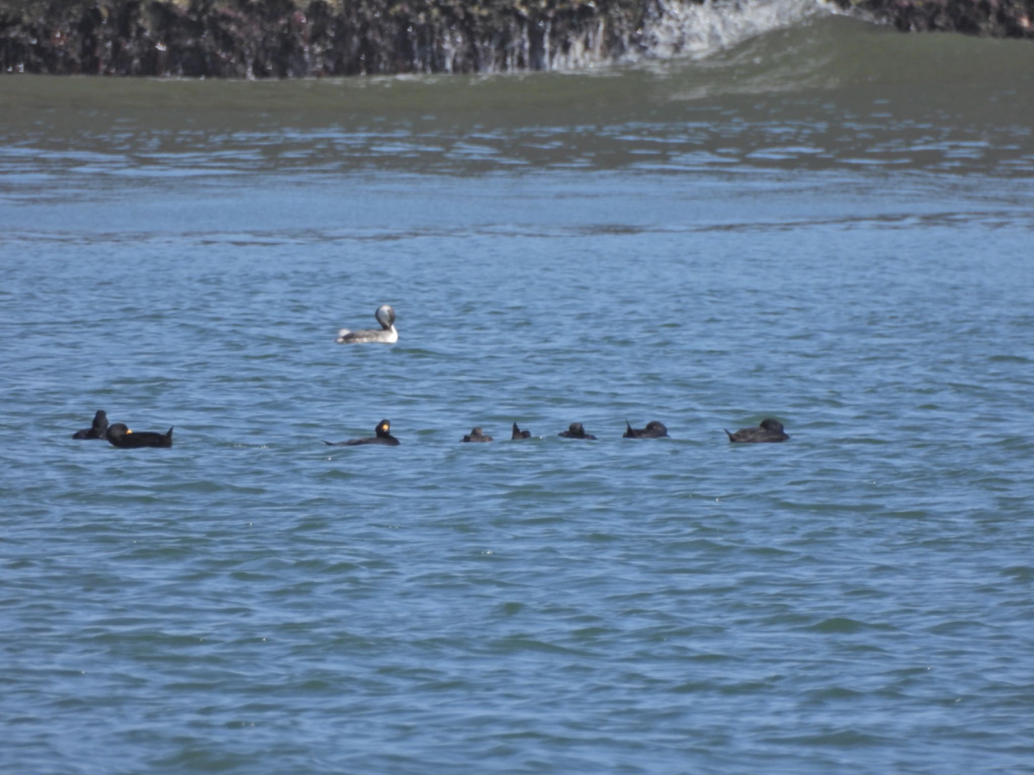 Photo of Black Scoter at 波崎漁港 by クロやん